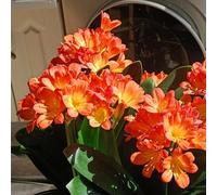 Semi di Clivia, esotiche semi di come per gli ospiti regali per gli amanti del giardino per luoghi soleggiati semi di estivi 120pcs