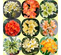 Semi di Clivia per i luoghi soleggiati decorazione resistenti per giardini rocciosi balcone autunnali resistenti serre balcone arredamento del 300pcs