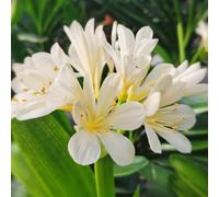 Semi di Clivia - regali per giardinieri autunnali resistenti semi di come per gli ospiti e perenni decorazione del soggiorno semi di 55pcs