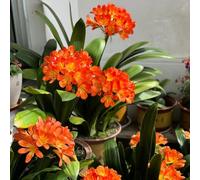Semi di Clivia resistenti decorazione per giardinieri primaverili biologici per i luoghi soleggiati semi di varietà antiche 150pcs