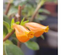 Semi di clorofito a forma di pesce rosso - per giardinieri vecchie varietà arredamento del soggiorno balcone esotico resistenti raro d'appartamento 20pcs