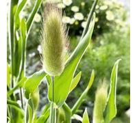 Semi di coda di lepre - resistenti copertura organica del terreno resistenti per giardini rocciosi semi rari decorazioni giardino per esterni 300pcs
