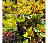 Semi di Codiaeum variegatum ornamentale sostenibile giardino di rocce per luoghi soleggiati giardino arbusto meraviglioso 300pcs