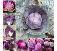 semi di col lombardo - semi da cucina esotici prodotti sostenibili interni giardino resistenti bonsái 100pcs