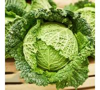 semi di col resistenti, Le rocce da giardino sono resistenti letti elevati per giardino semi esotici decorativi ortacoli 250pcs