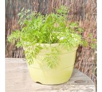 Semi di cola - artemisia abrotanum, rare da giardino roccioso resistenti semi di medicinali giardino resistenti per il perenni 500pcs