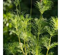 Semi di cola - artemisia abrotanum, resistenti per il giardino verdi esotiche regali per gli amanti del giardino 100pcs