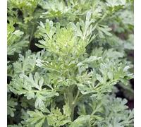 Semi di cola - artemisia abrotanum, semi di selvatiche verdi rare resistenti per il giardino vecchie varietà regali per gli amanti del giardino 150pcs