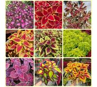 semi di coleottero, resistenti per il giardino Semi di Coleus, Coleus Blumei, rare semi da giardino 250pcs
