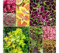 Semi di coleus - balcone di - Serie rara giardino bonsái interni giardino balcone serra semi 1200pcs