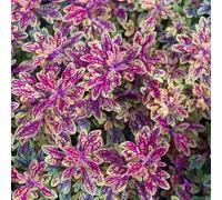Semi di Coleus balcone resistenti recisi rialzata selvatici giardino vecchie varietà 300pcs