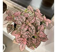Semi di Coleus perenne in vaso perenni balcone interno per vecchie varietà rare 300pcs