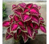 Semi di Coleus perenne perenni bonzai da giardino interno, appartamento che purificano l'aria per vecchie varietà 50pcs