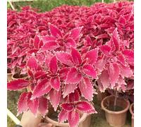 Semi di Coleus perenne selvatici, resistenti all'inverno per balconi da seme rialzato appartamento decorazioni ufficio 25pcs