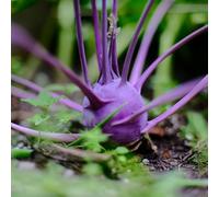 semi di colinabo letto elevato per balcone semi di ortaggi piccolo per donne, ortaggi decorativi resistenti 500pcs