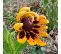 semi di coneflower, Rudbeckia laciniata, giardino resistenti balcone 800pcs