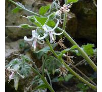 Semi di consolida biologica, Symphytum officinale, semi di consolida maggiore, Le da giardino sono resistenti semi di antiche varietà 150pcs