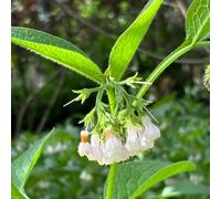 semi di consolida maggiore - Symphytum officinale - giardino decorazione per esterni di esotiche 500pcs