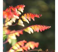 Semi di convolvolo stellato - Mina lobata - per luoghi soleggiati vecchie varietà rare semi di regali da giardino per le donne 10pcs