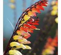 Semi di convolvolo stellato - Mina lobata - resistenti per il giardino semi di selvatici vecchie varietà semi di rare perenni 20pcs