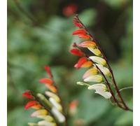 Semi di convolvolo stellato - Mina lobata - vecchie varietà regali da giardino per le donne rampicanti a crescita rapida decorazione floreale 50pcs