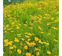 semi di coreopsis, d'appartamento esotiche interna giardino sul balcone resistenti, adatte al pieno sole, varietà 400pcs