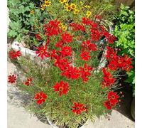Semi di coreopsis - estivi di varietà antiche resistenti balcone per i luoghi soleggiati resistenti per 60pcs
