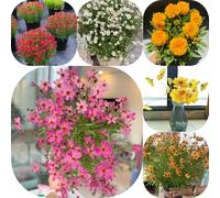 Semi di Coreopsis - per luoghi soleggiati organico esotico vecchie varietà da balcone per giardinieri arredamento del soggiorno raro semi di selvatici 700pcs