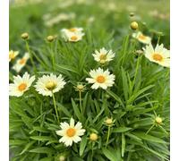 semi di coreopsis resistenti in vaso raro giardino roccioso d'appartamento esotiche giardino varietà antiche interno in vaso per l'arredamento dell'ufficio 500pcs