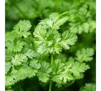 Semi di coriandolo, balcone del giardino Coriandrum sativum, semi da giardino Balcone invernali 50pcs