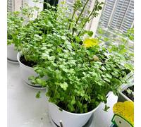 semi di coriandolo biologici - aiuole appartamento interno letto rialzato decorative giardino esterni 200pcs