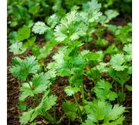 semi di coriandolo - biologici aiuole rialzate balcone giardino 1000pcs