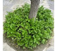 semi di coriandolo biologici - giardino interno perenne resistenti balcone letto rialzato aiuole 250pcs