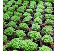 semi di coriandolo biologici - giardino interno perenne tappezzanti resistenti balcone decorative 400pcs