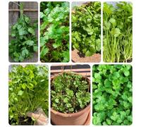 semi di coriandolo biologici, giardino, roccioso resistenti, tappezzanti 200pcs