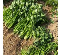 semi di coriandolo biologici - resistente tappezzante antichi giardino 300pcs