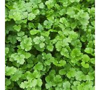 semi di coriandolo biologici, selvatiche da balcone, giardino perenni resistenti 800pcs