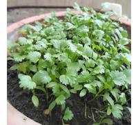 semi di coriandolo biologici, selvatiche giardino, balcone, perenni letto rialzato, 300pcs