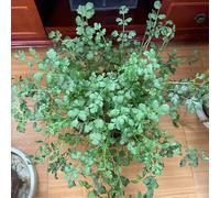 semi di coriandolo biologici - tappezzanti perenni giardino interno balcone 350pcs