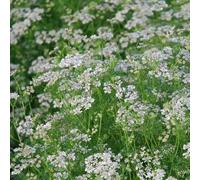 Semi di Coriandolo da Piantare | Alta Germinazione | Pianta Aromatica per Orto, Vaso e Balcone | Coriandolo per Cucina e Spezie | Facile da Coltivare | Molteplici Semi