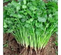 semi di coriandolo - giardino, appartamento in vaso estremamente resistenti balconi 350pcs