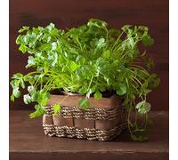 semi di coriandolo giardino interno, resistenti balcone perenni 150pcs