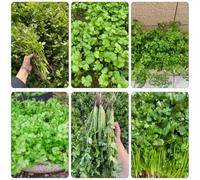 Semi di coriandolo - giardino roccioso serre balcone sul antiche varietà biologici, rare 800pcs