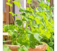 Semi di coriandolo perenni resistenti, e Semi di coriandolo biologici, rare d'appartamento giardino vecchie varietà giardino aromatiche 500pcs