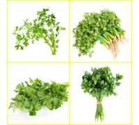 Semi di coriandolo perenni resistenti, giardino di Semi coriandolo biologici, aromatiche da cucina esotiche aromatiche verdi resistenti per il giardino da 300pcs