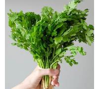 Semi di coriandolo perenni resistenti, semi di aromatiche coriandolo biologici, esotiche aromatiche da cucina e giardino giardino 200pcs