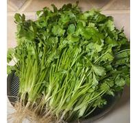 Semi di coriandolo perenni resistenti, Semi di coriandolo biologici, invernali giardino giardino sul balcone verdi per aiuole rialzate 100pcs