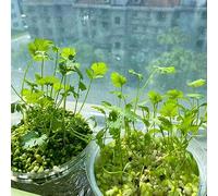 semi di coriandolo resistente giardino interno biologici, varietà antiche balcone roccioso orticole 400pcs