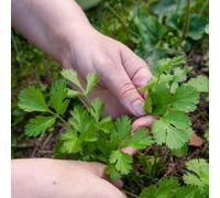 Semi di coriandolo, semi di Coriandrum sativum, orto di Le perenni 500pcs