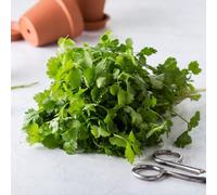 Semi di coriandolo, semi di invernali Coriandrum sativum, del giardino balcone rare 100pcs